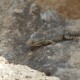 81_urlaub_italien_toscana_gecko