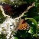 57_urlaub_mexico_schmetterling